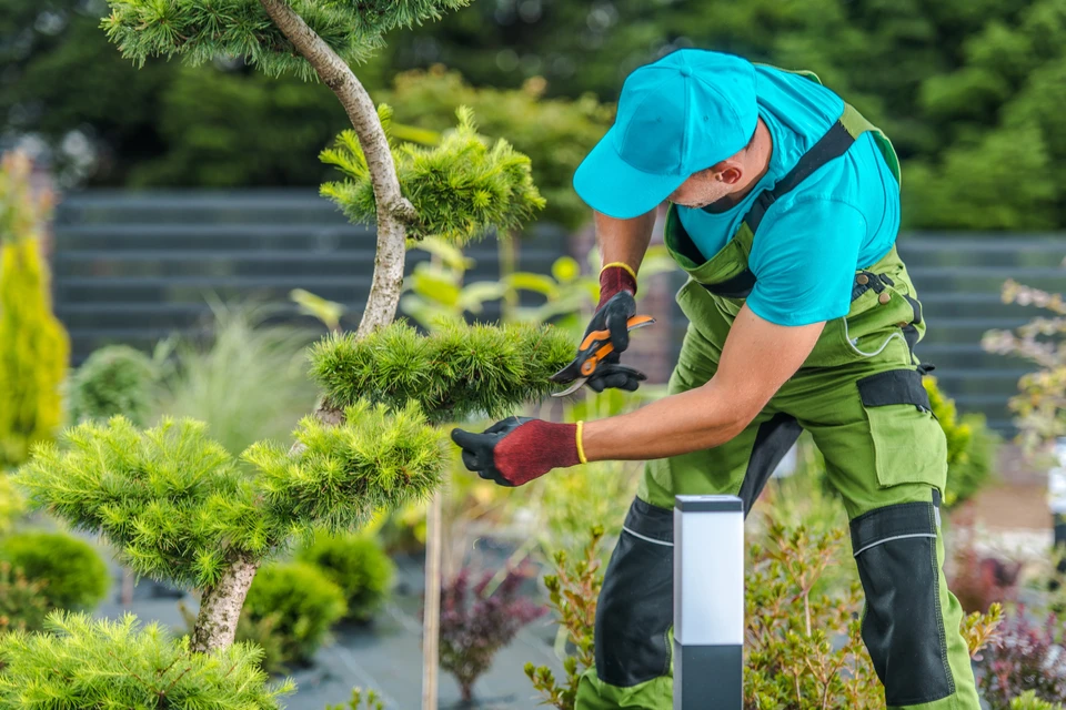 Jardinier professionnel en tenue turquoise et pantalon de travail vert effectuant la taille d'un conifère nain dans un espace paysager extérieur
