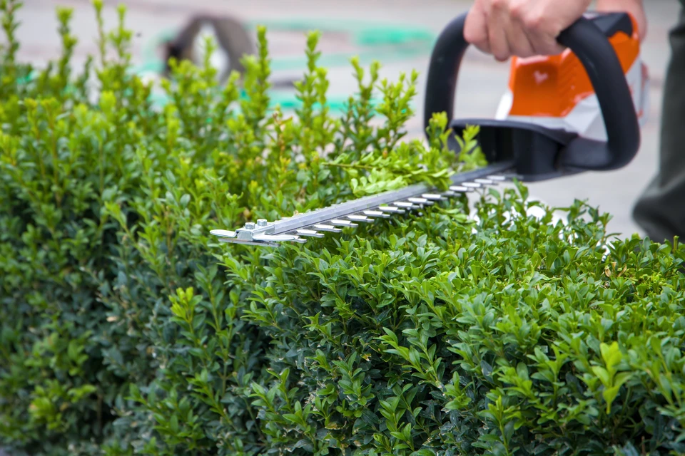 jardinier avec plantes vertes, outils de jardin, jardinage et élagage, gros plan, mise au point sélective