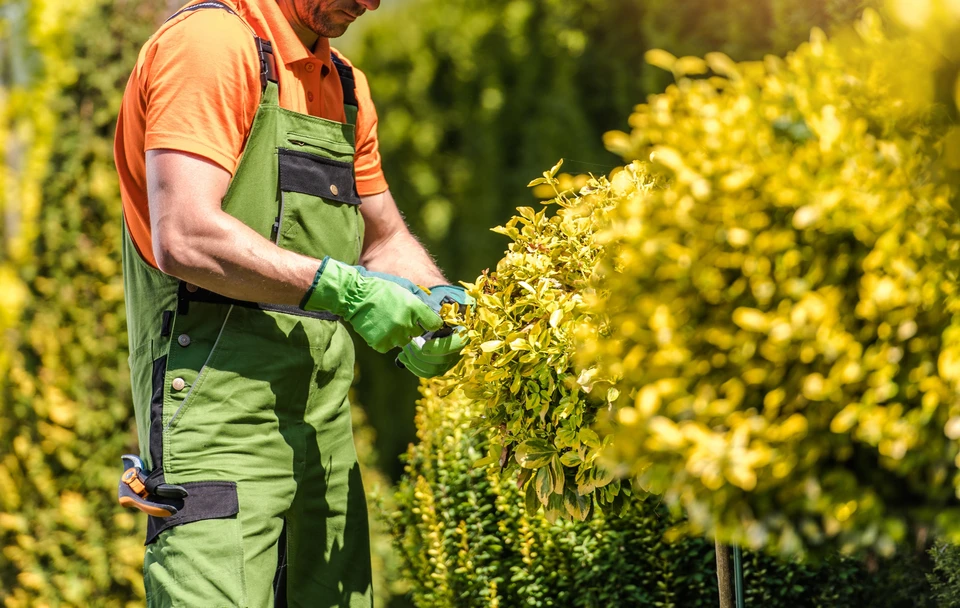 Paysage mâle effectuant un découpage mi-été sur des plantes de jardin dans un arrière-cour paysager