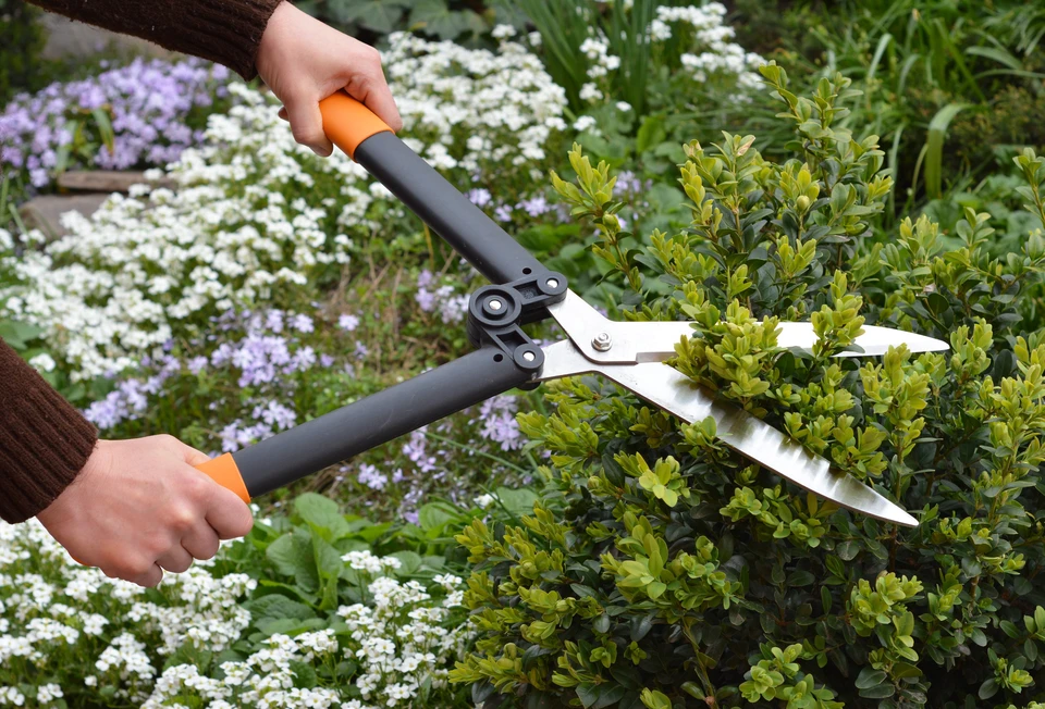 Travail dans le jardin : Un jardinier coupe, élance et façonne le bois de boxe, buxus en utilisant des ciseaux de haie avec des fleurs en fleurs, des arabis et des phlox rampants en arrière-plan