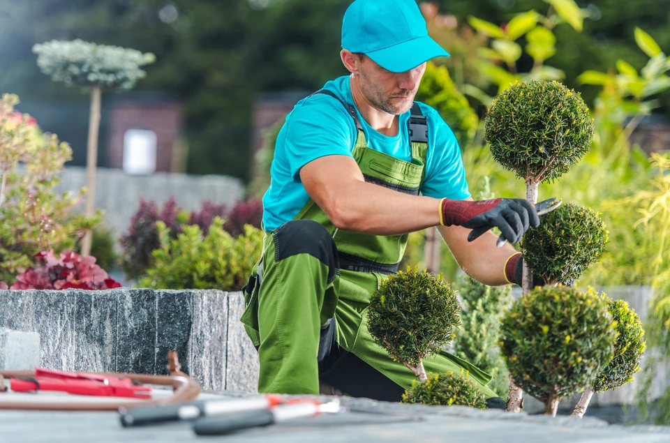Jardinier professionnel en combinaison verte et casquette bleue taille des arbustes topiaires en boule dans un jardin paysager extérieur