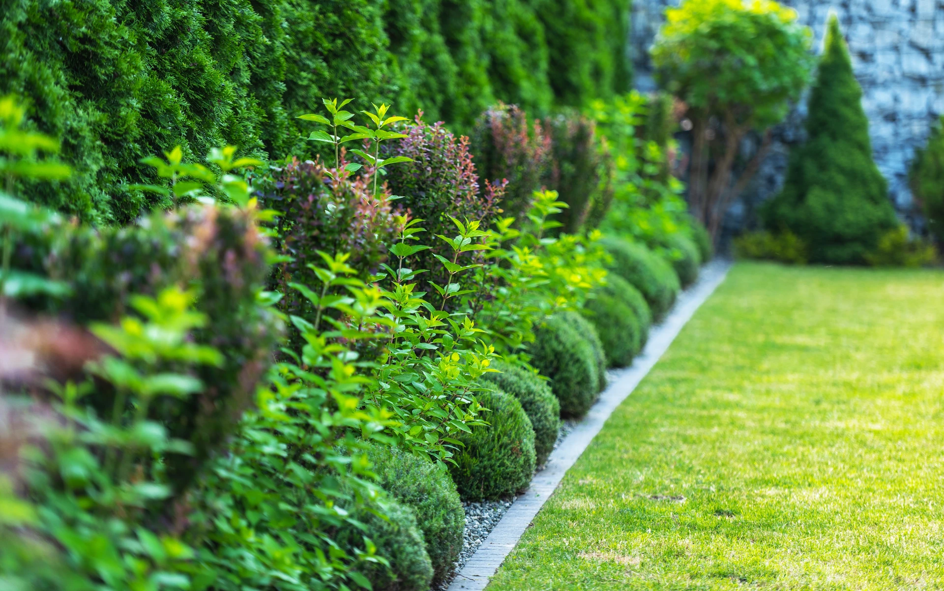 Professionnel en équipement de sécurité orange utilisant un taille-haie thermique pour l'entretien d'une haie de thuyas dans un jardin résidentiel