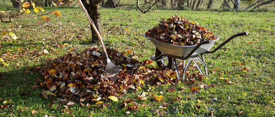 Jardinage extérieur avec élagage d'arbuste aux feuilles rouges automnales
