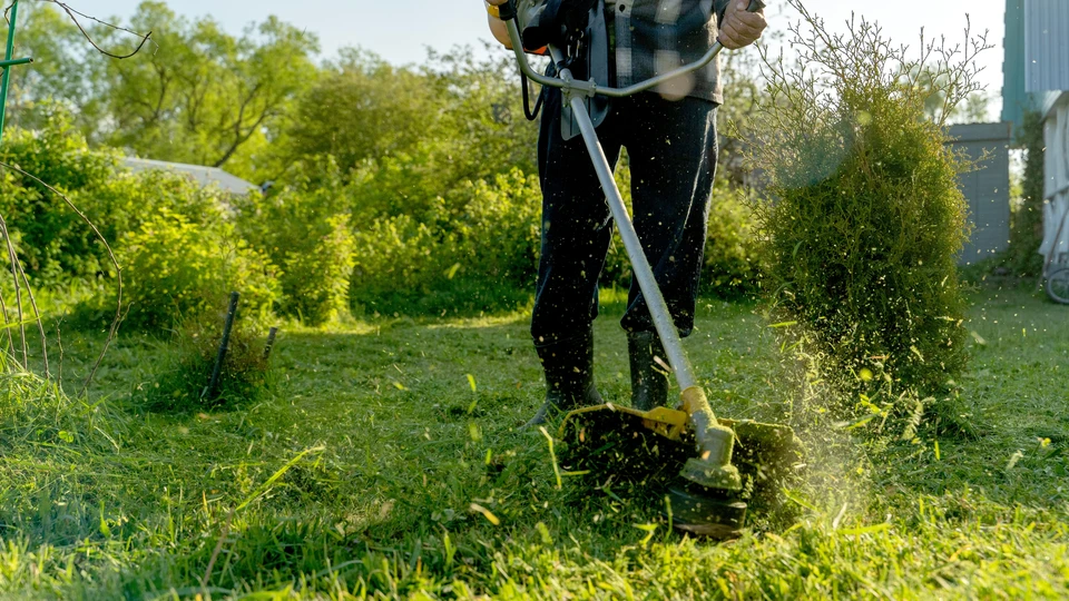 Scène extérieure de jardinage avec personne portant gants jaunes utilisant sécateur pour tailler roses roses en fleurs