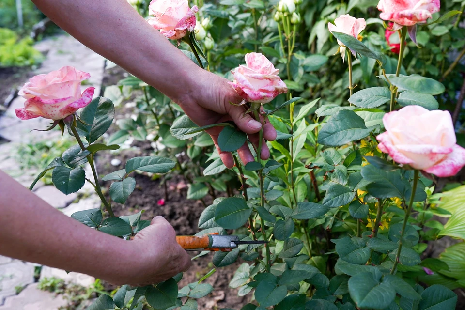 Scène extérieure de jardinage avec mains utilisant un sécateur rouge et noir pour tailler une branche feuillue verte
