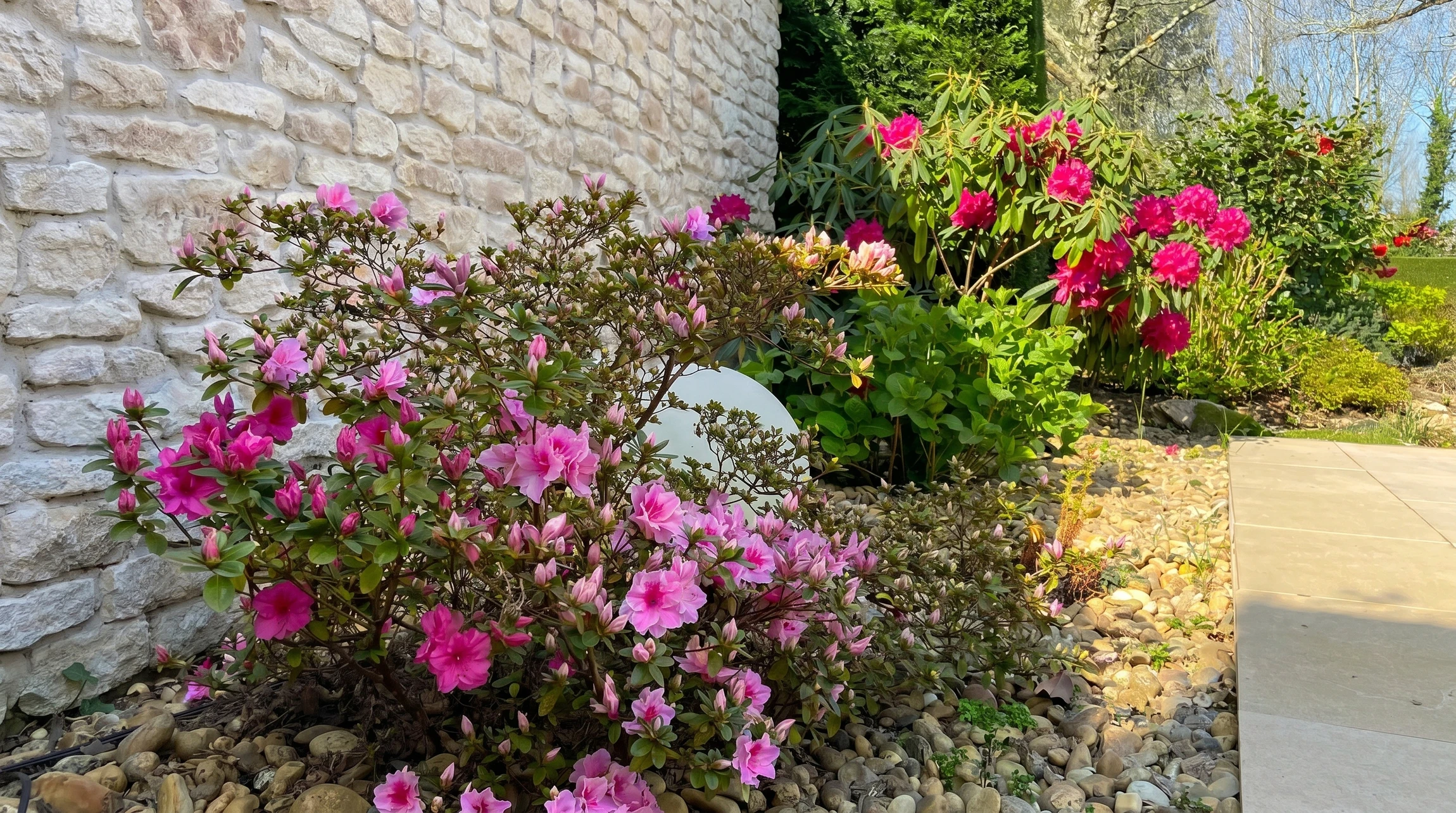 Scène extérieure de jardin avec plantations florales roses en pleine terre, paillis d'écorces broyées au sol