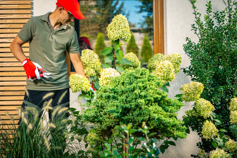 Homme jardinant en extérieur, utilisant un sécateur pour entretenir des plantes fleuries