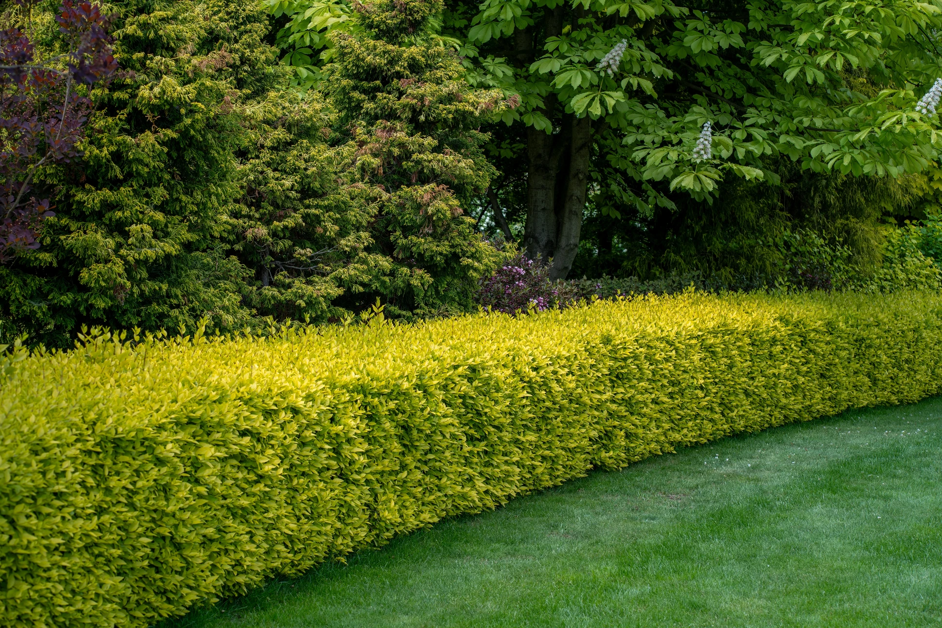 Jardin paysager extérieur avec pelouse verte parfaitement entretenue, haies taillées géométriques, conifères bleus ornementaux, massifs floraux colorés et arbustes variés sous ciel nuageux