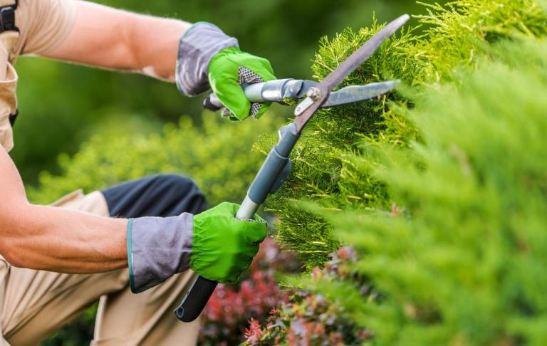 Nos conseils pour une taille de haies réussie à Vertou